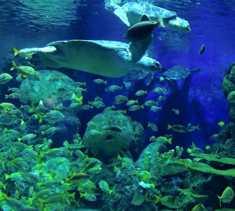 Freshwater Aquarium (San&nbspDiego,&nbspCA)